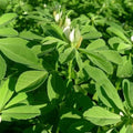 Fenugreek Seeds 100 Seeds NON-GMO Heirloom Fresh Garden Seeds Trigonella foenum-graecum USA
