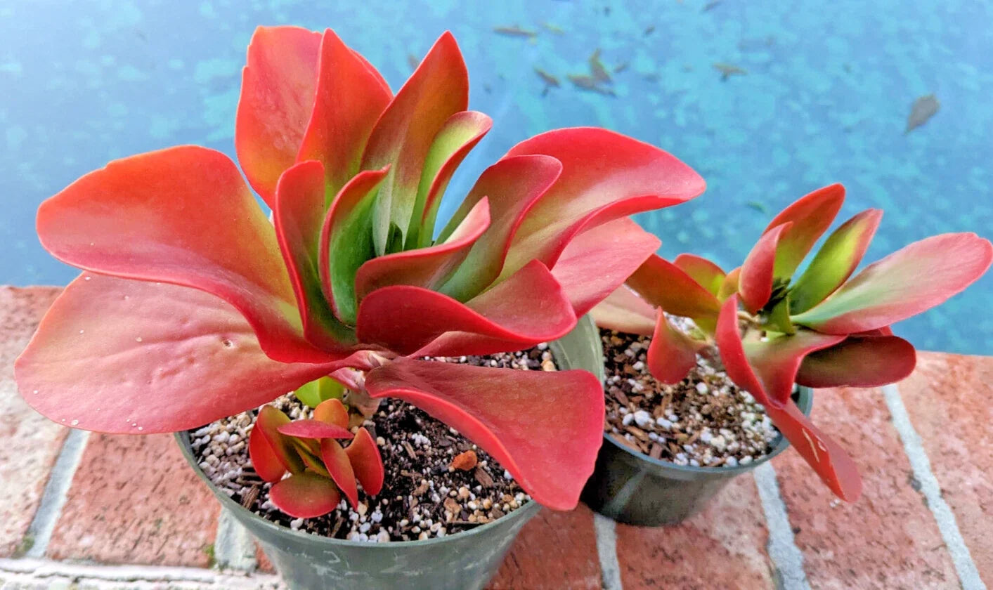 Kalanchoe 'Dragonfire' - Large 5" Bright Red Leaves Succulent Plant - Rare Indoor Decor