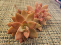 GRAPTOSEDUM "California Sunset" Unrooted Cuttings - 2" Diameter - Succulent Plant