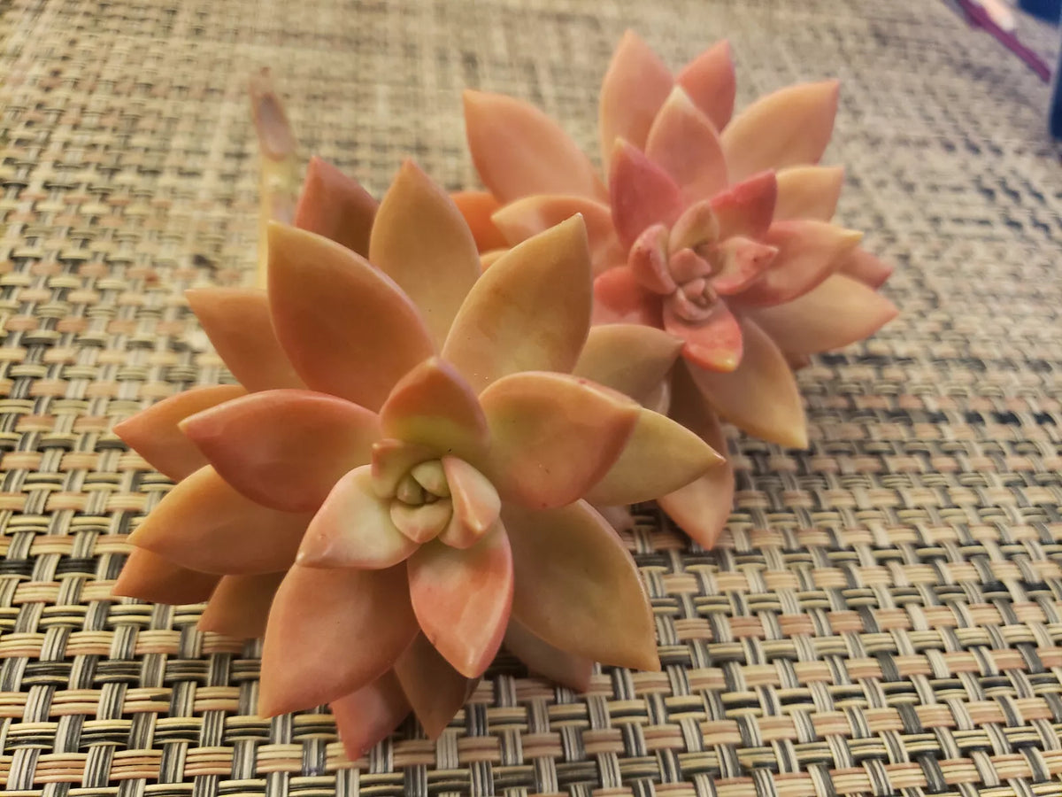 GRAPTOSEDUM "California Sunset" Unrooted Cuttings - 2" Diameter - Succulent Plant