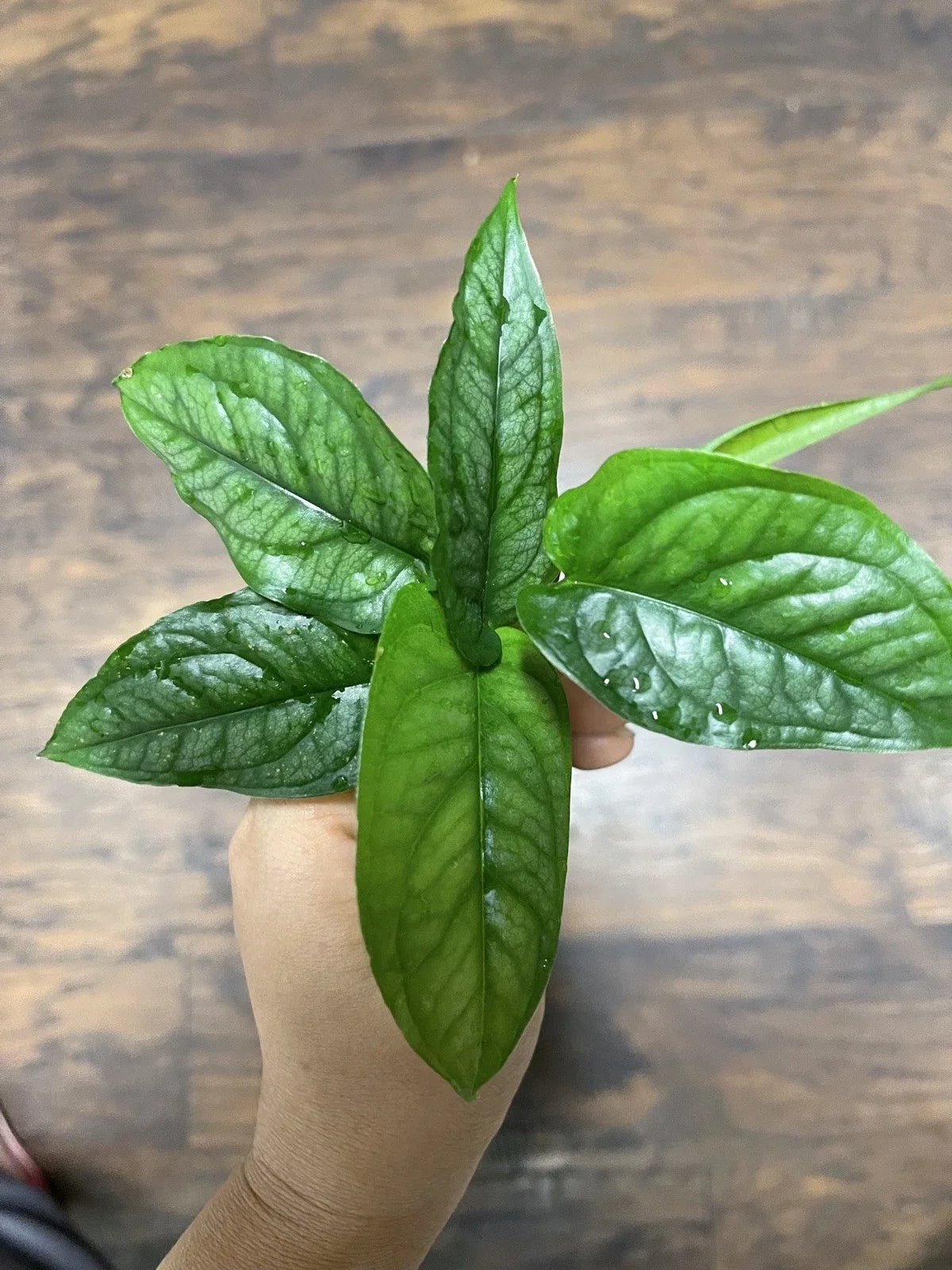 Monstera Siltepecana Cuttings (5) | Tropical Houseplant Cuttings | Rare Variegated Indoor Plants