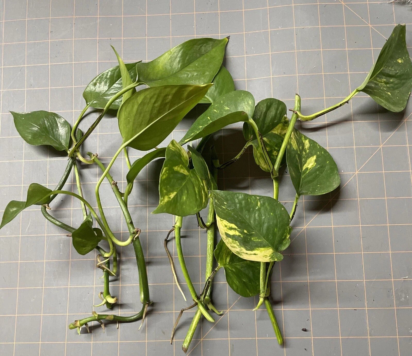 Golden Pothos Rooted Cuttings – 5 Pack – Epipremnum aureum – Easy Care Indoor Plant for Home Decor