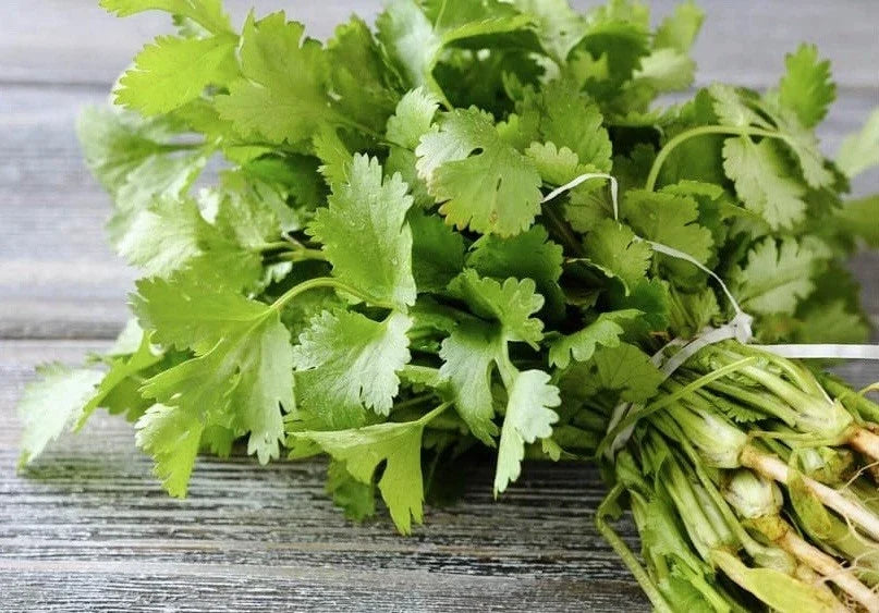 Cilantro Seeds 200 Count | Organic Heirloom Non-GMO Coriander Seeds - USA Seller