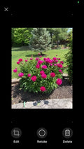 Peony Plant - 1 Bare Root - Sarah Bernhardt Pink Double Petal - Paeonia lactiflora