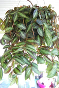 Polynesian Ivy Trailing Watermelon Vine Plant, Pellionia Repens, Rare Begonia Houseplant, Indoor Decorative Greenery