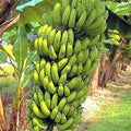 Gran Nain Banana Starter Plant - Musa acuminata - Popular Variety - Rooted Banana Plant for Home Garden