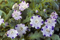 Five Spot Flower Seeds 500 Count - Blue and White Blooms - Nemophila Maculata