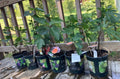 Fruiting Fig Plant in Gallon Pot - Well Rooted, Indoor/Outdoor, Ficus carica