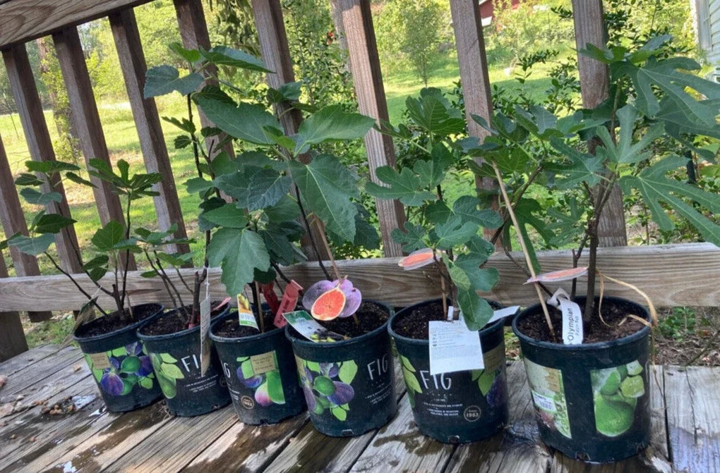 Fruiting Fig Plant in Gallon Pot - Well Rooted, Indoor/Outdoor, Ficus carica