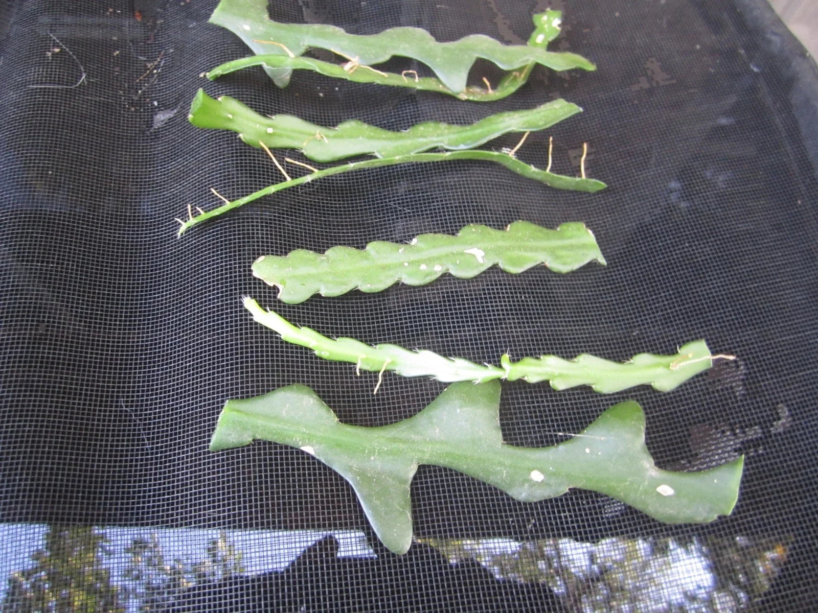 Fresh Unrooted Cuttings - Fish Bone Cactus, Epiphyllum anguliger - 6 Pieces