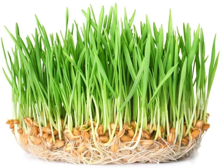 Wheatgrass Sprout Seeds 500 Count - Organic, Non-GMO, Easy to Grow, Triticum aestivum