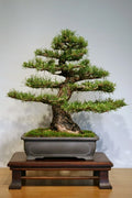 Scotch Pine Seeds, 50 Count, Pinus sylvestris, Conifer Tree Seeds for Planting, Evergreen Pine Seeds