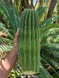 Echinopsis Hybrid Riverside Cutting - Large Unrooted 12x4 Inch, 4 Pound Cactus Plant, Succulent, Perfect for Propagation