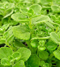 Succulent Cuttings 4" Plectranthus Coleoides Variegata Swedish Ivy - 3 Live Plants
