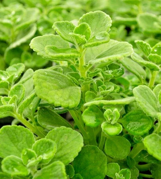 Succulent Cuttings 4" Plectranthus Coleoides Variegata Swedish Ivy - 3 Live Plants