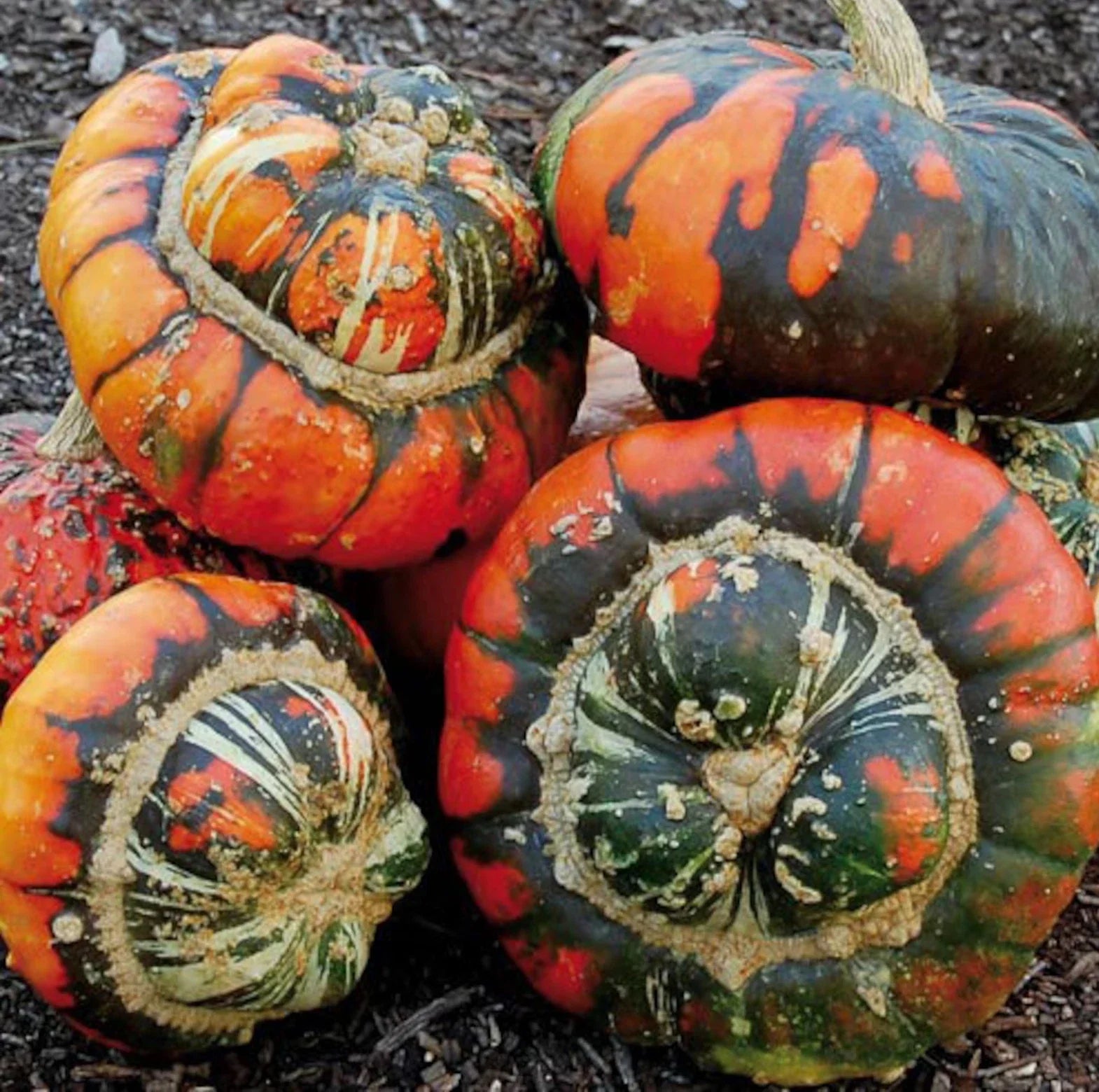Turk's Turban Pumpkin Seeds - 50 Heirloom Organic Non-GMO - Rare Cucurbita maxima