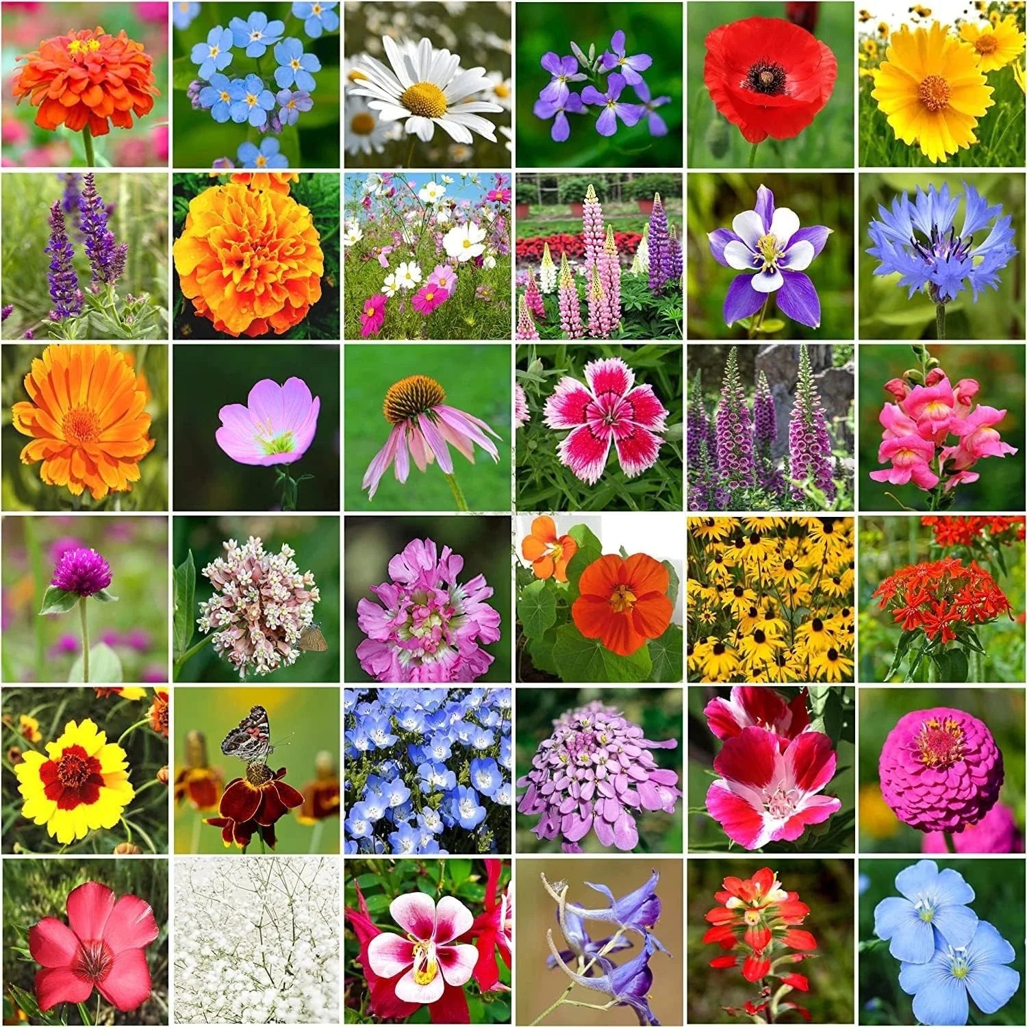 Wildflower Seeds Bulk Package - 10,000+ Seeds, 34 Varieties, Perennial Mix, Ideal for Gardens and Pollinators