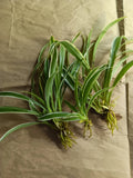 Reverse Variegated Spider Plant Pups - Air Purifying, Easy Care, Fun to Grow - Chlorophytum comosum