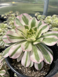 Live Succulents - 3.5” Aeonium Variegated Maybach Cutting - Indoor/Outdoor Plant