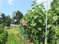Skyscraper Sunflower Seeds - 35+ Giant Mammoth Native Wildflower - Easy to Grow - Helianthus annuus