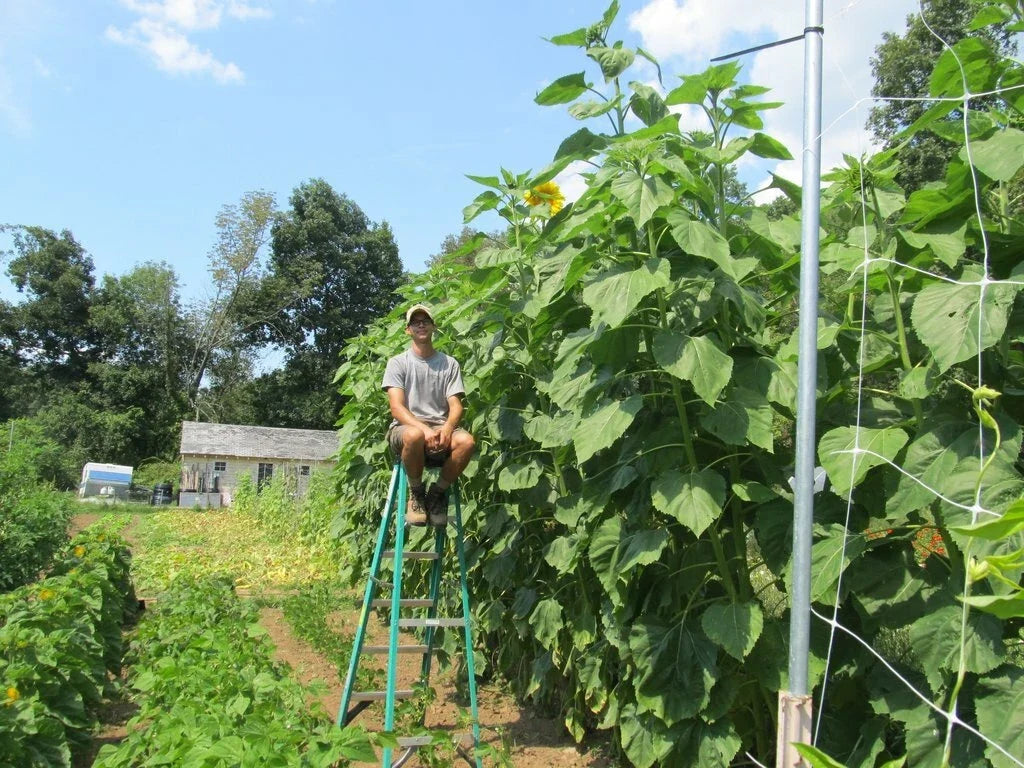 Skyscraper Sunflower Seeds - 35+ Giant Mammoth Native Wildflower - Easy to Grow - Helianthus annuus