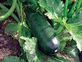 Heirloom Squash Seeds, Long Dark Green Zucchini, 100+ Non-GMO Seeds, Cucurbita pepo