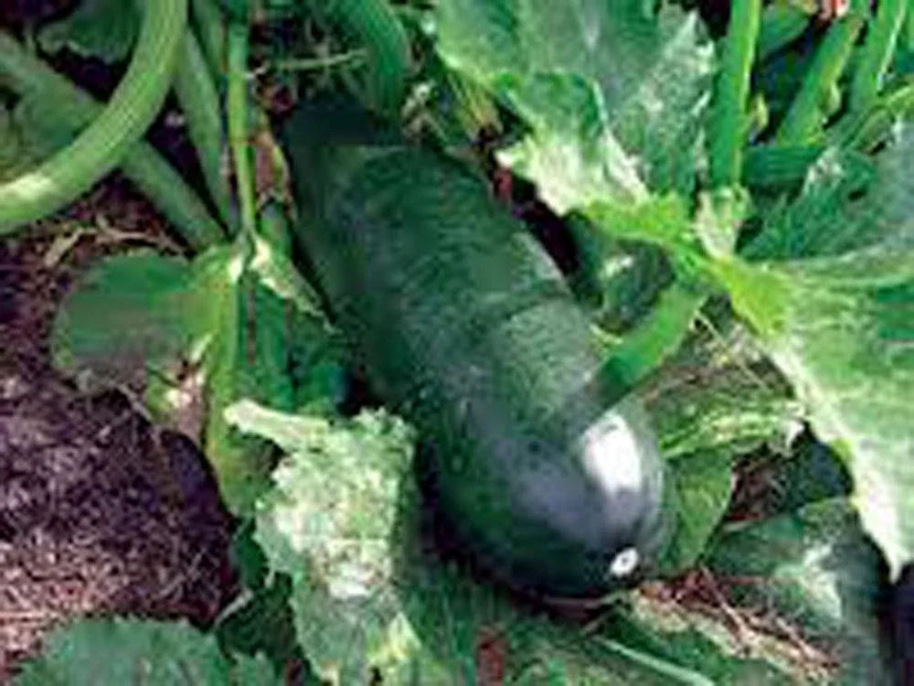 Heirloom Squash Seeds, Long Dark Green Zucchini, 100+ Non-GMO Seeds, Cucurbita pepo