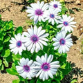 Cape Daisy Flower Seeds - 100+ Seeds - African Wildflower, Cape Marigold, Drought Tolerant (Osteospermum)