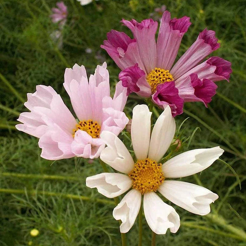 Seashells Cosmos Seeds | Non-GMO Flower Seeds | Colorful Annuals | Cosmos bipinnatus