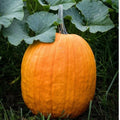 Connecticut Field Pumpkin Seeds, 25+ Non-GMO Heirloom Seeds, Cucurbita pepo