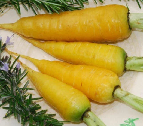 Solar Yellow Carrot Seeds - Fresh Vegetable Seeds for Gardening - Daucus carota