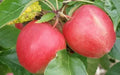 Saturn Apple Seeds - 25+ Heirloom Seeds for Garden Planting - Malus domestica - USA Grown, Free Shipping
