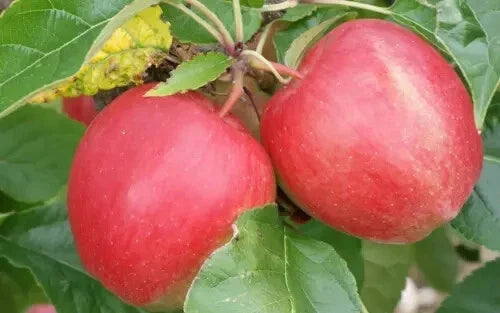 Saturn Apple Seeds - 25+ Heirloom Seeds for Garden Planting - Malus domestica - USA Grown, Free Shipping