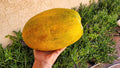 Papaya Fruit Tree 100 Seeds - Non-GMO, Organic - Carica papaya