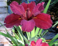 Red Velvet Elvis Louisiana Iris Plants - 5 Fans - Deep Red Blooms - Iris hexagona