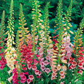 Foxglove Seeds - Excelsior Mix - Non-GMO - 750 to 15,000 Seeds - Digitalis purpurea