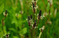 Narrowleaf Plantain Seeds for Planting - 50 Seeds - Ribwort Plantain (Plantago lanceolata)
