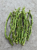 Rooted Sweet Potato Slips - 15 Cuttings for Planting - Ipomoea batatas