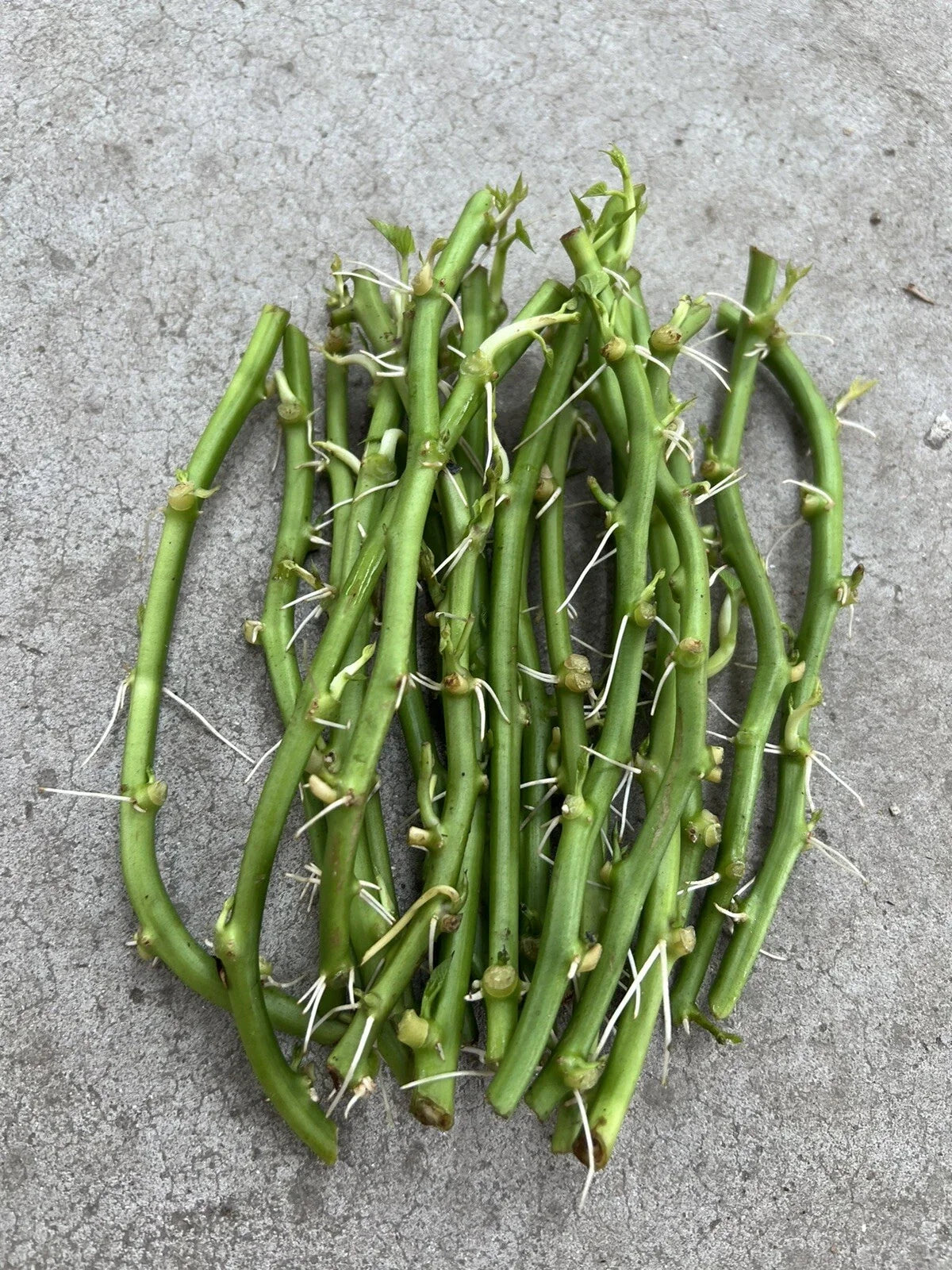 Rooted Sweet Potato Slips - 15 Cuttings for Planting - Ipomoea batatas