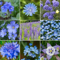 Wildflower Mix 1000 Seeds Exclusive Blue Heirloom Non-GMO USA - SINGIN' THE BLUES