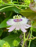 Passiflora Vine Cuttings 25 Pieces 7 Inches Butterfly Host Plant - Passiflora spp.