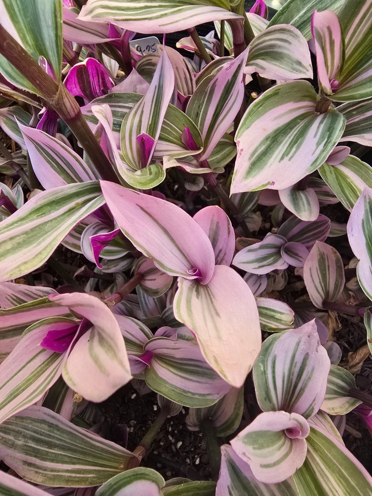 Wandering Jew Plant Cuttings - 5 Premium Tradescantia Nanouk - Healthy & Ready for Planting