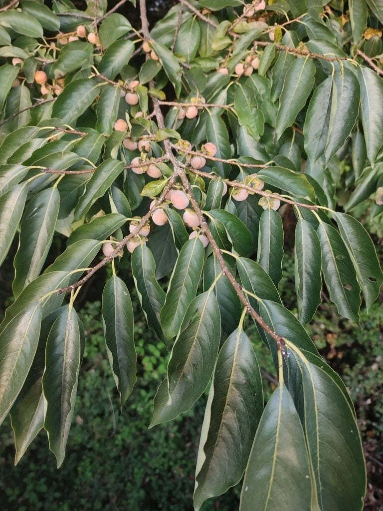 Date Plum Tree Seeds - 50 Count - Diospyros Lotus - Ideal for Planting and Gardening