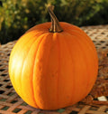 Connecticut Field Pumpkin Seeds | Heirloom Vegetable Seed for Patch Pumpkins | 2025 Variety