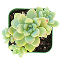 Live Fresh Sedum Clavatum Succulent Plant in 2'' Planter - Fully Rooted Indoor Decor