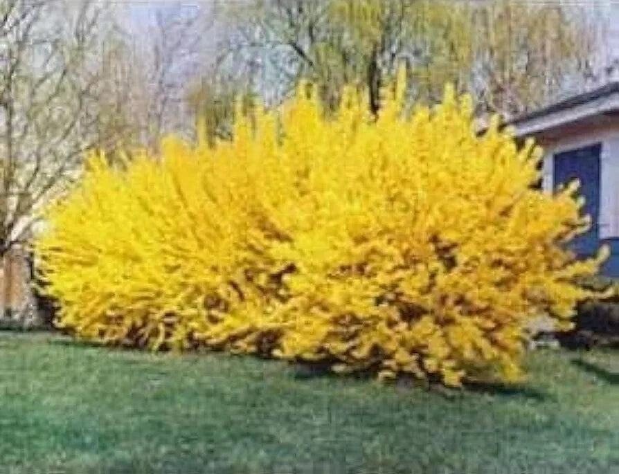 Forsythia Cuttings 6-8” Unrooted – Forsythia x intermedia for Rooting