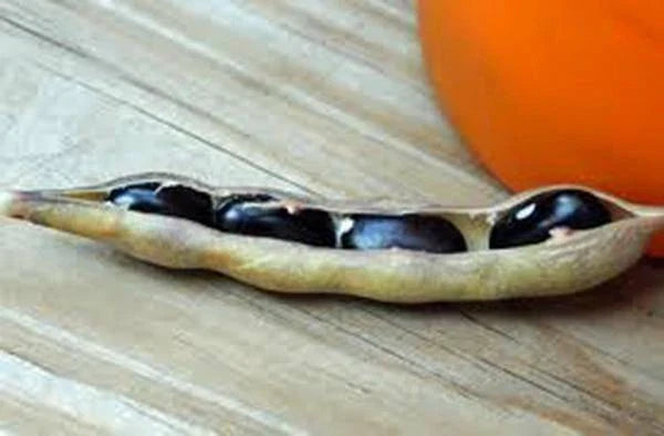 Black Valentine Bean Seeds - Heirloom, Non-GMO, 20+ Seeds - Phaseolus vulgaris