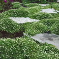 Irish Moss 250 Seeds - Ground Cover Planting - Attractive Blooms - Sagina subulata