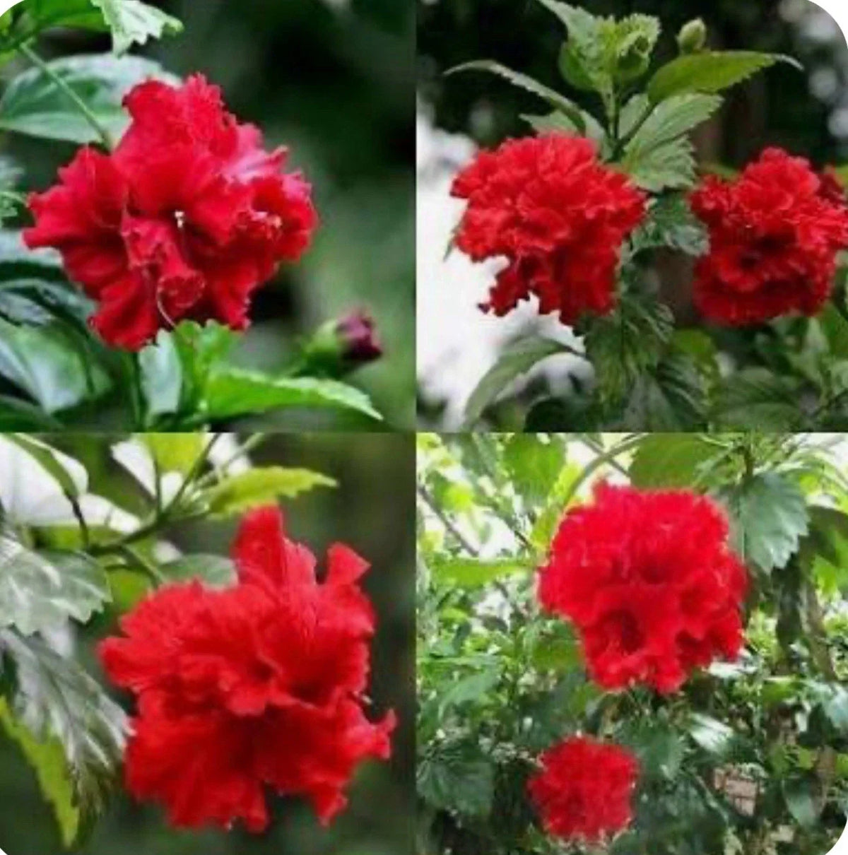 Red Dragon Hibiscus Starter Plant - Small Rooted - Hibiscus Rosa-sinensis - Tropical Flowering Plant