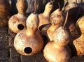 Martin Birdhouse Gourd Seeds - 12 Heirloom Non-GMO Seeds - Perfect for Birdhouses - Free Shipping - US Seller